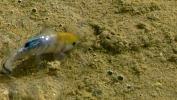 PICTURES/Salt Creek Trail & Pupfish/t_Fish13.JPG